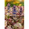 Dąbrówka rozłogowa 'Burgundy Glow' Ajuga reptans