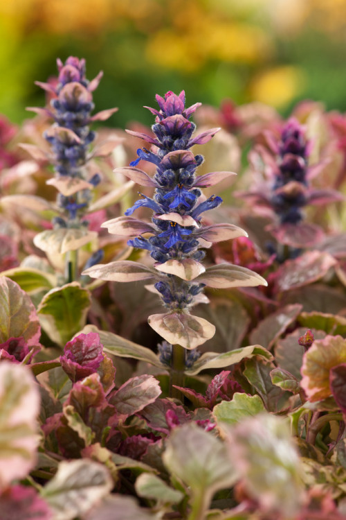Dąbrówka rozłogowa 'Burgundy Glow' Ajuga reptans