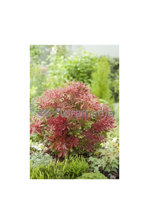 Pieris japoński 'Carnaval' Pieris japonica