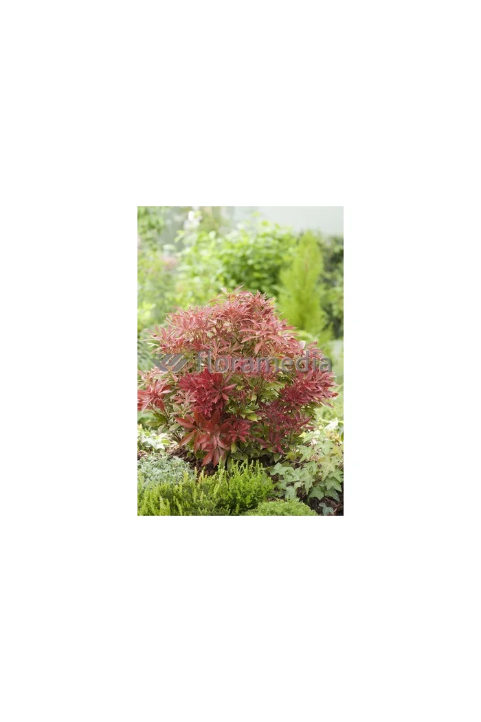 Pieris japoński 'Carnaval' Pieris japonica