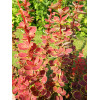 Berberys Thunberga 'Orange Sunrise' Berberis thunbergii