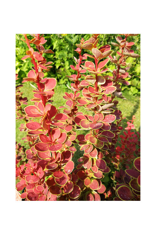 Berberys Thunberga 'Orange Sunrise' Berberis thunbergii