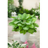 Funkia 'Guacamole' | Hosta