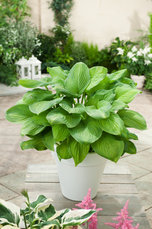 Funkia 'Guacamole' | Hosta