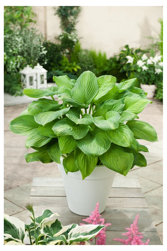Funkia 'Guacamole' | Hosta