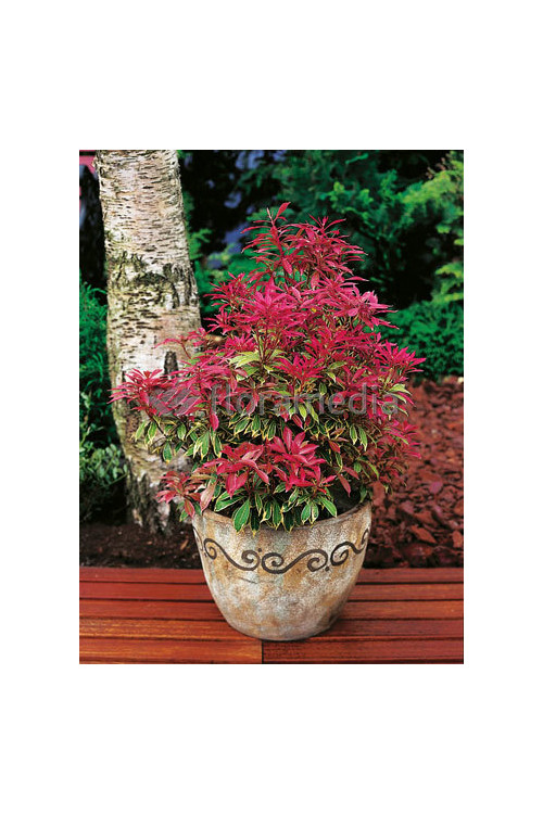 Pieris japoński 'Carnaval' Pieris japonica