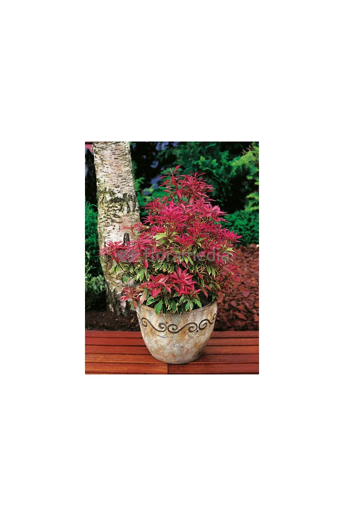 Pieris japoński 'Carnaval' Pieris japonica