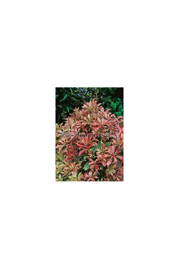 Pieris japoński 'Carnaval' Pieris japonica