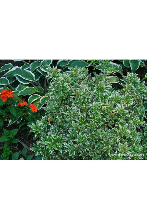 Pieris japoński 'Carnaval' Pieris japonica