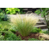 Ostnica mocna 'Pony Tails' | Stipa tennuissima