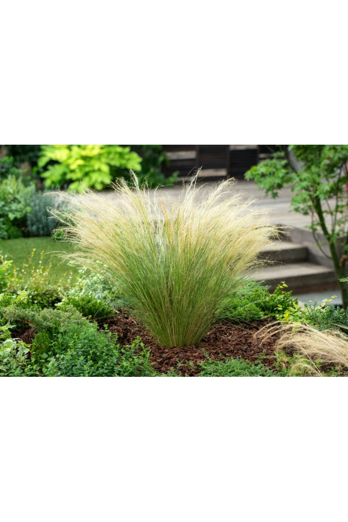 Ostnica mocna 'Pony Tails' | Stipa tennuissima