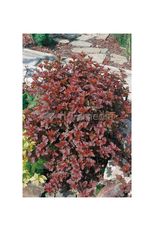 Pęcherznica kalinolistna 'Summer Wine | Physocarpus opulifolius