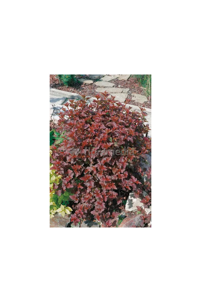 Pęcherznica kalinolistna 'Summer Wine | Physocarpus opulifolius