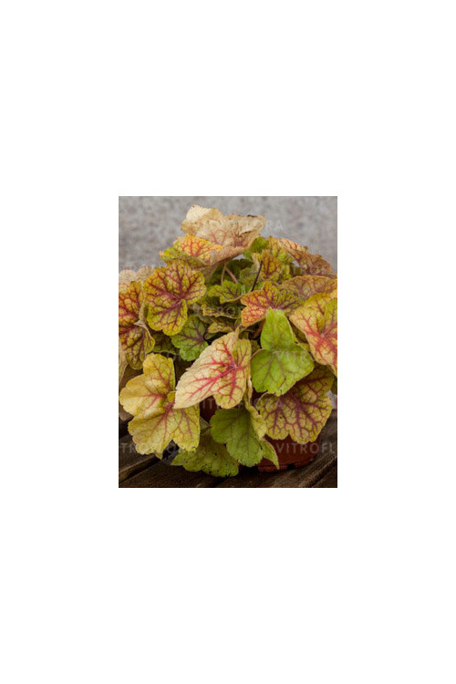 Żurawka 'World Cafe Romano' Heuchera