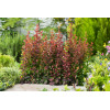 Berberys Thunberga 'Summer Chocolate' | Berberis thunbergii