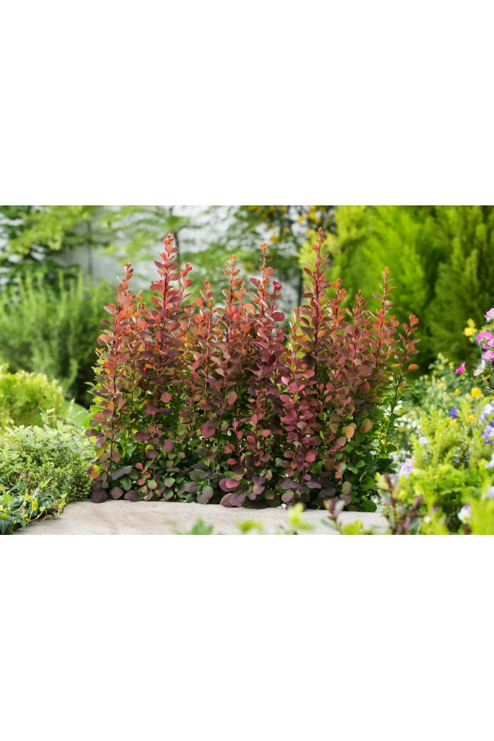 Berberys Thunberga 'Summer Chocolate' | Berberis thunbergii
