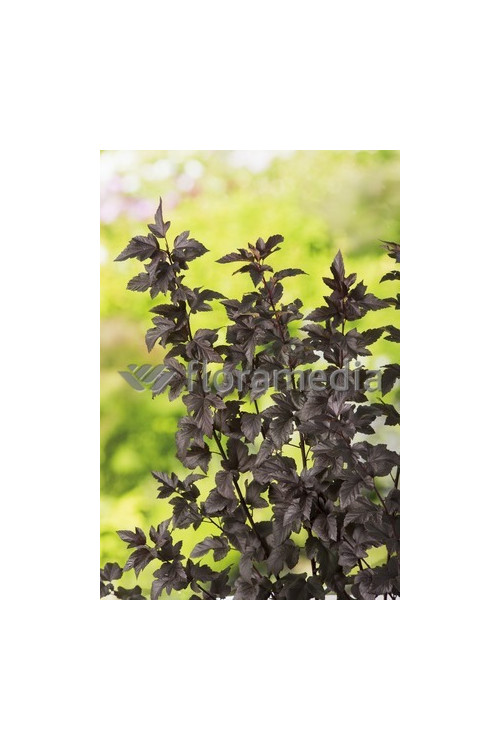 Pęcherznica kalinolistna 'Summer Wine | Physocarpus opulifolius