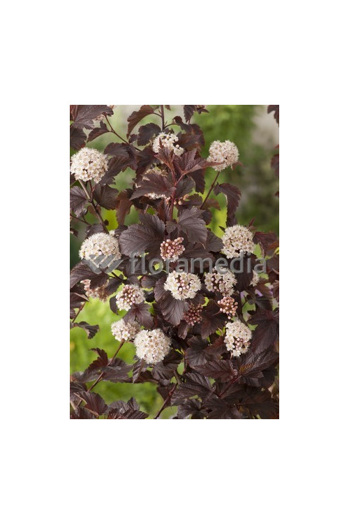 Pęcherznica kalinolistna 'Summer Wine | Physocarpus opulifolius