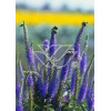 Przetacznik kłosowy 'Inspire Blue' | Veronica spicata