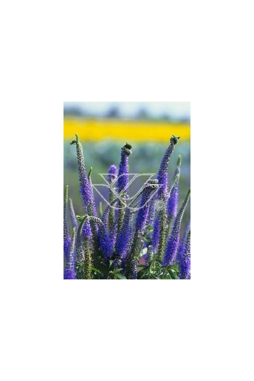 Przetacznik kłosowy 'Inspire Blue' | Veronica spicata