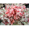 Żurawka 'Melting Fire' | Heuchera