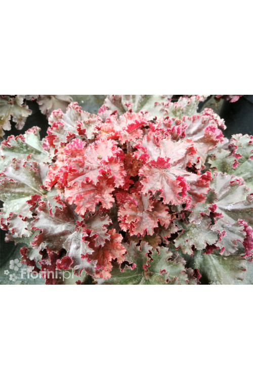 Żurawka 'Melting Fire' | Heuchera