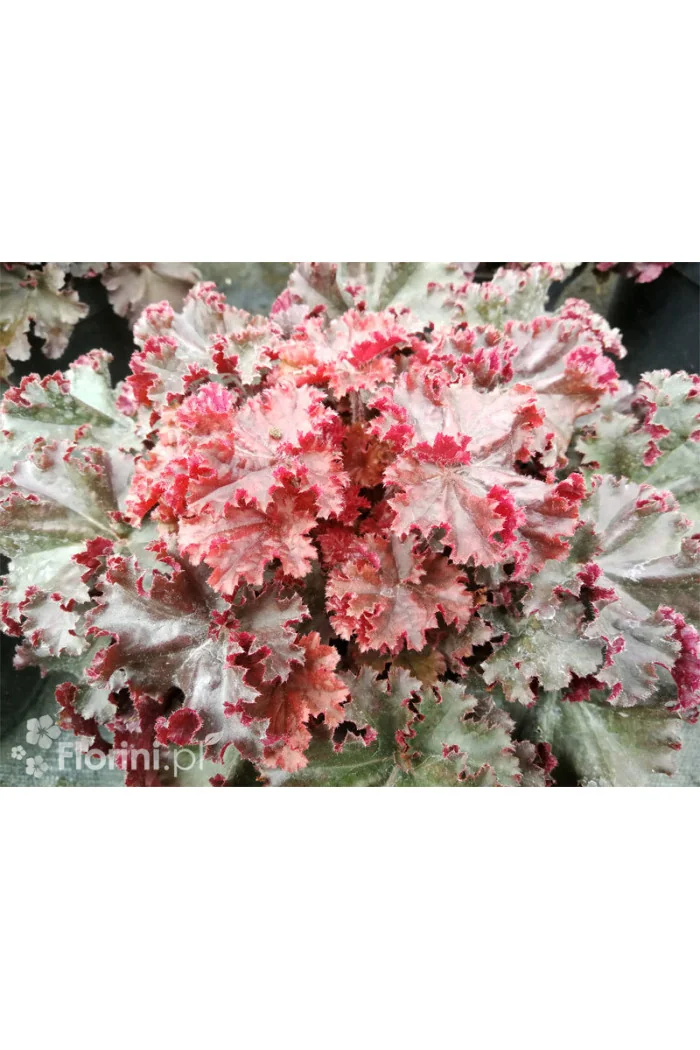 Żurawka 'Melting Fire' | Heuchera