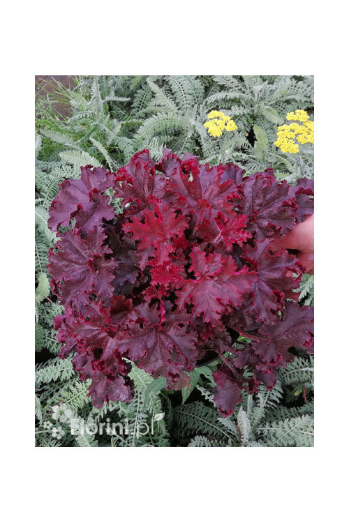 Żurawka 'Melting Fire' | Heuchera