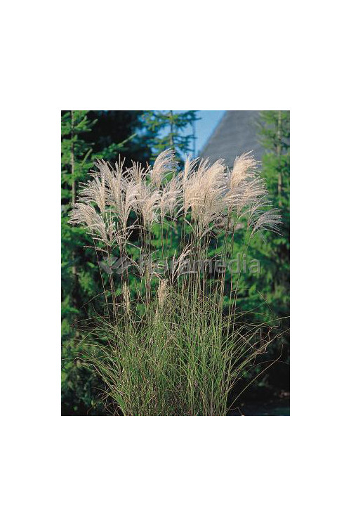 Miskant chiński 'Memory' | Miscanthus sinensis