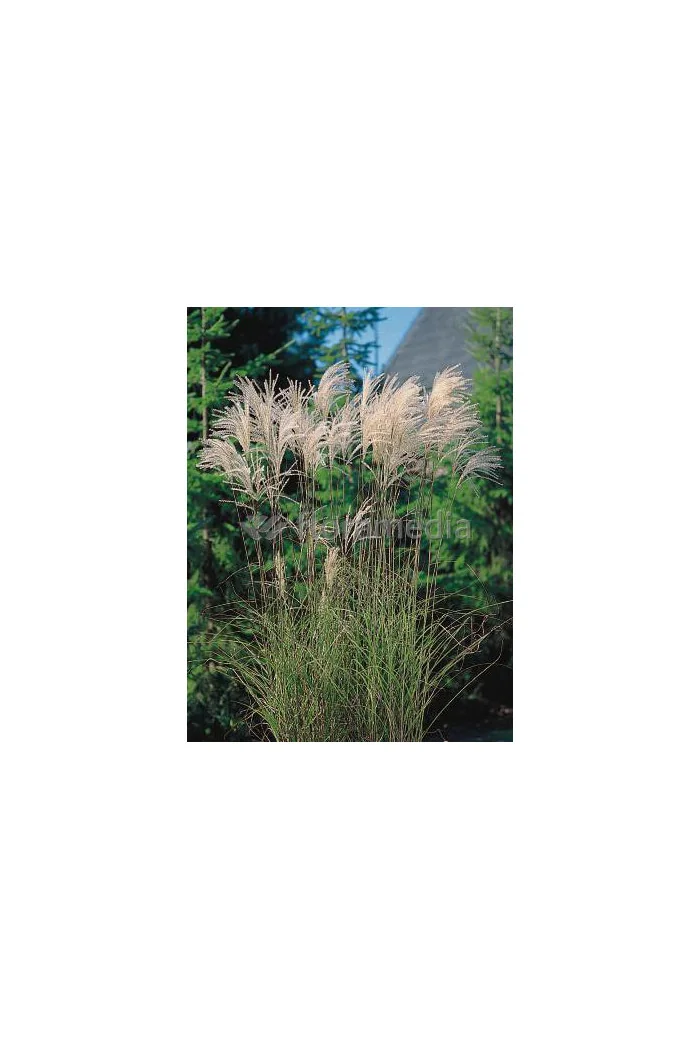 Miskant chiński 'Memory' | Miscanthus sinensis