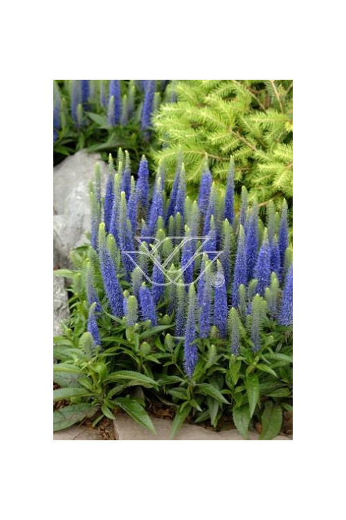 Przetacznik kłosowy 'Inspire Blue' | Veronica spicata