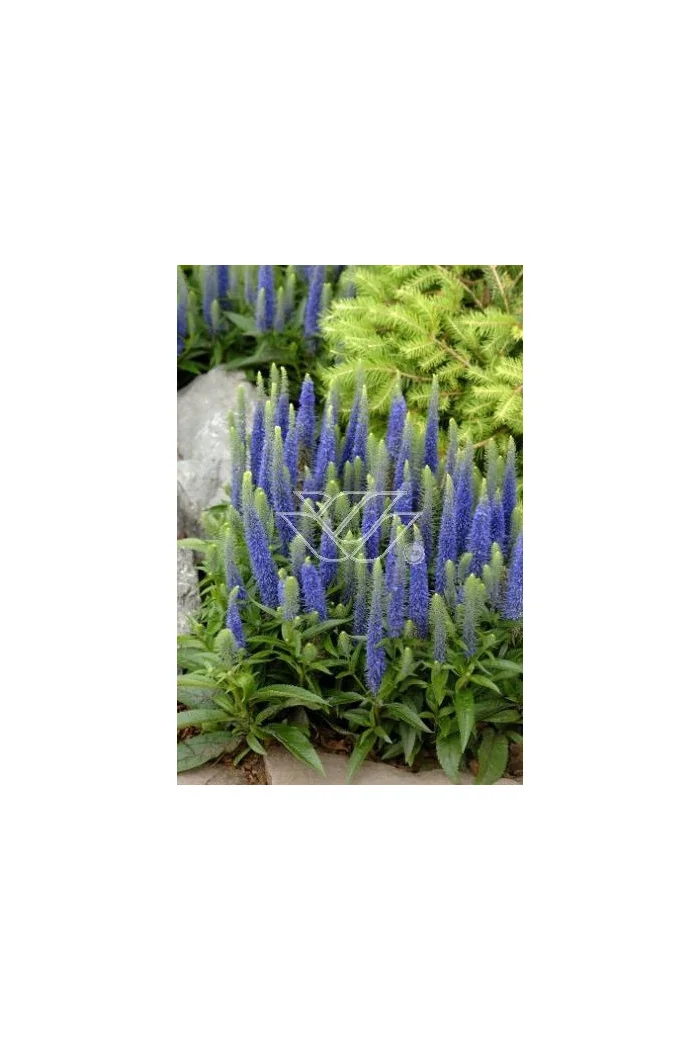 Przetacznik kłosowy 'Inspire Blue' | Veronica spicata