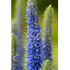 Przetacznik kłosowy 'Inspire Blue' | Veronica spicata