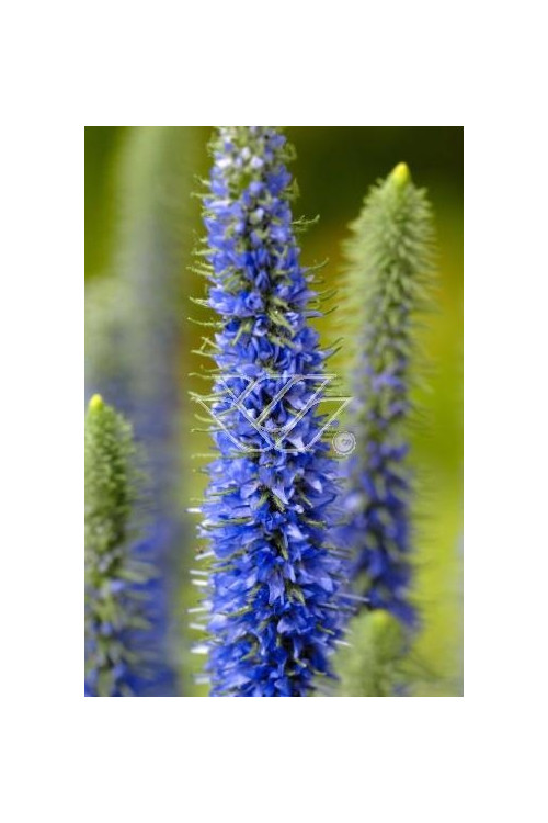 Przetacznik kłosowy 'Inspire Blue' | Veronica spicata