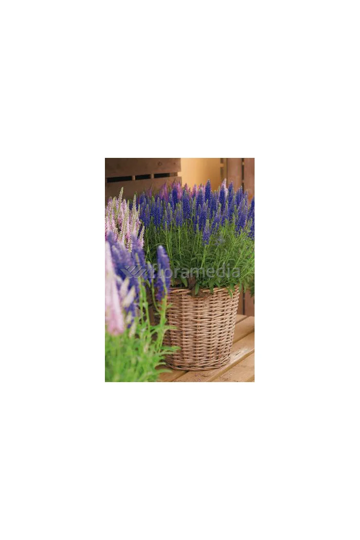 Przetacznik kłosowy 'Inspire Blue' | Veronica spicata