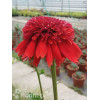 jeżówka, jeżówka Eccentric, echinacea, echinacea Eccentric