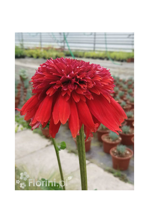 jeżówka, jeżówka Eccentric, echinacea, echinacea Eccentric