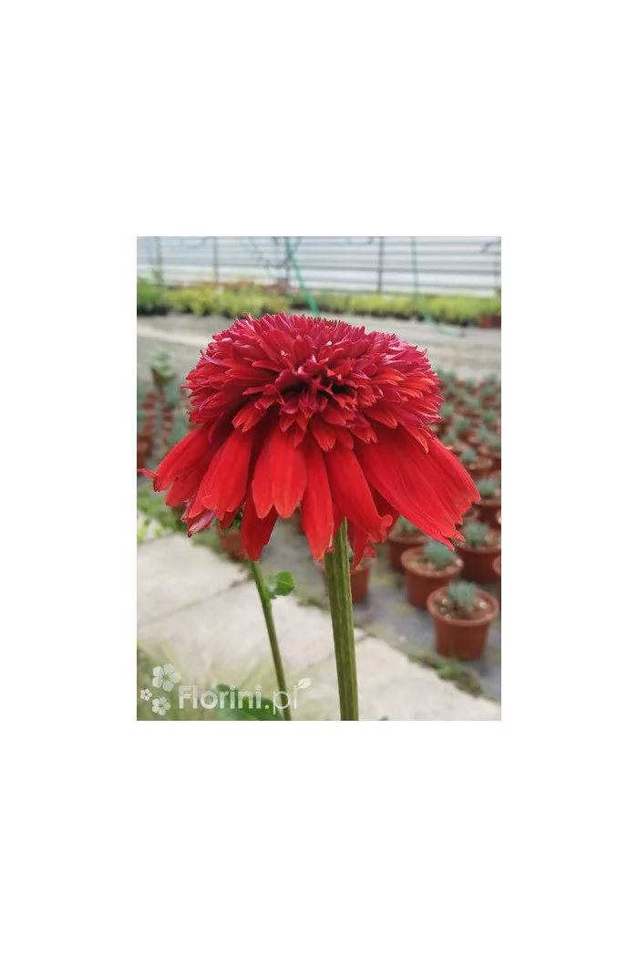 jeżówka, jeżówka Eccentric, echinacea, echinacea Eccentric