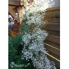 Rutewka 'Splendide White' | Thalictrum