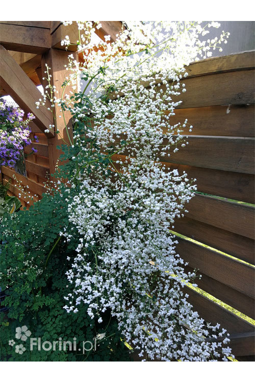 Rutewka 'Splendide White' | Thalictrum