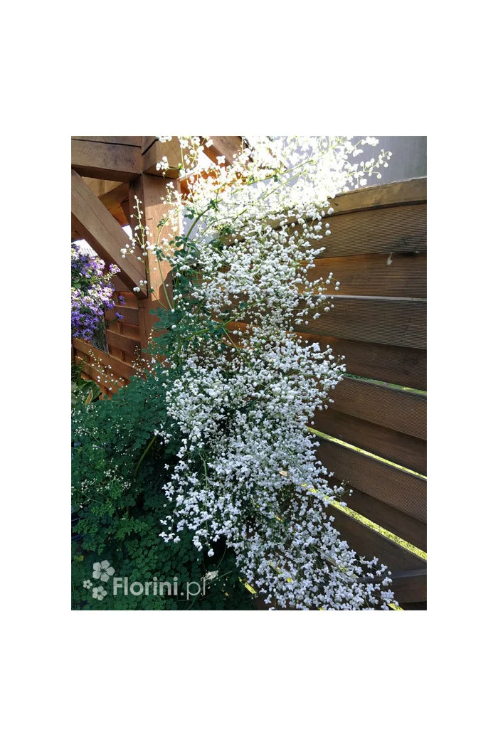 Rutewka 'Splendide White' | Thalictrum