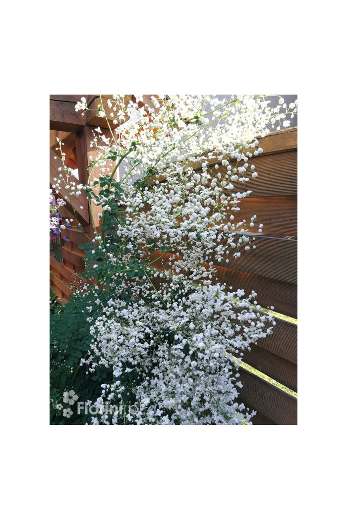 Rutewka 'Splendide White' | Thalictrum