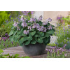 Funkia 'Blue Mouse Ears' | Hosta