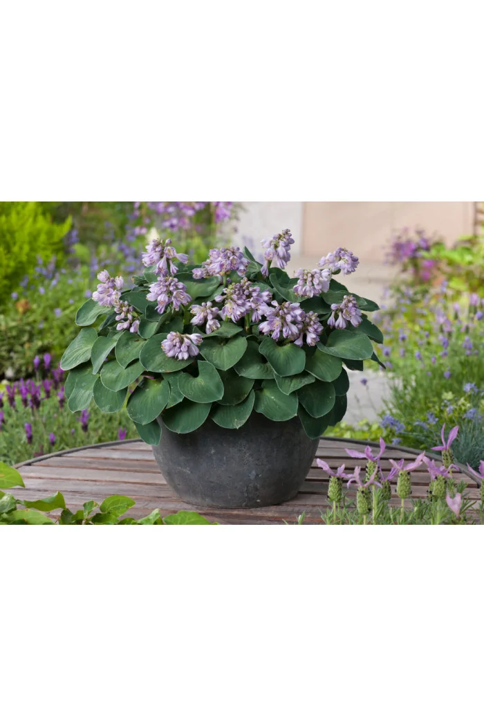 Funkia 'Blue Mouse Ears' | Hosta