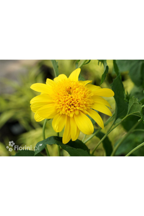 Słoneczniczek 'Double Whammy' Helianthus
