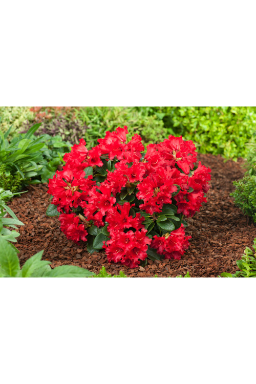 Różanecznik rozesłany 'Bengal' | Rhododendron repens