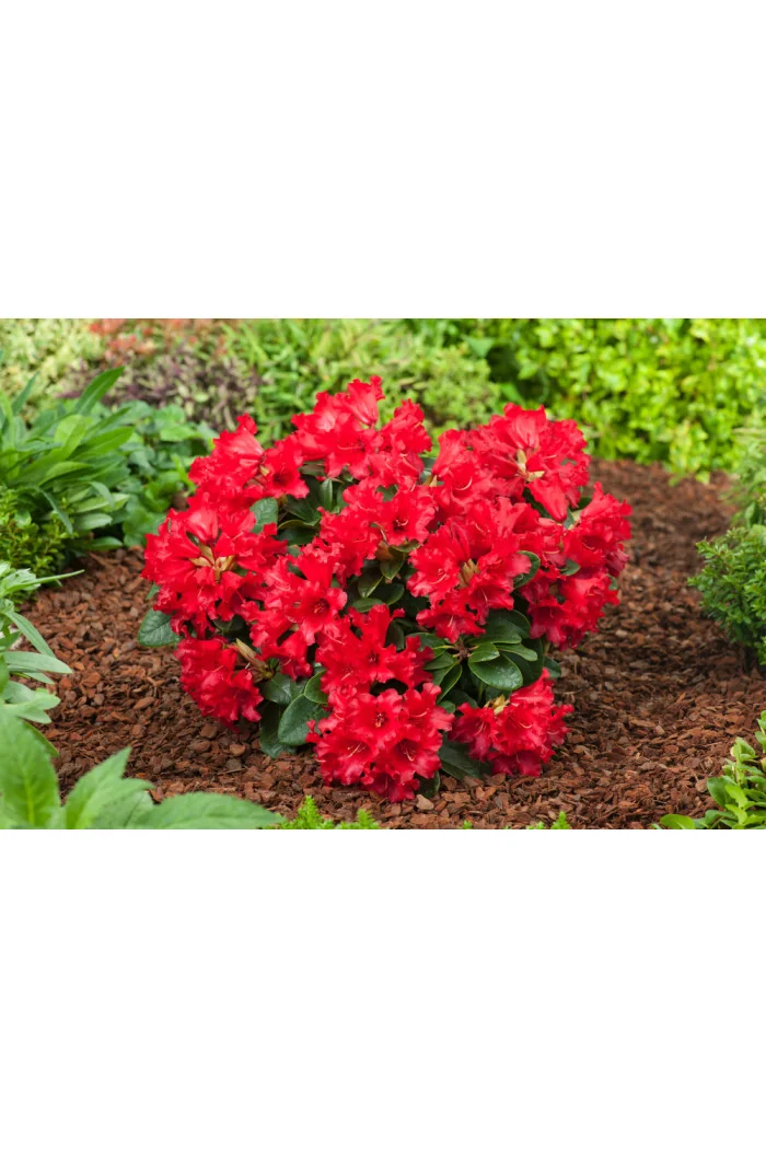 Różanecznik rozesłany 'Bengal' | Rhododendron repens