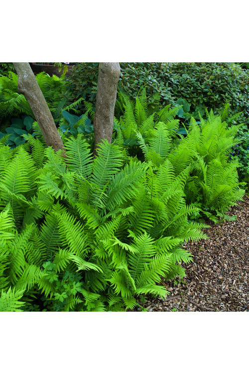 Pióropusznik strusi | Matteuccia struthiopteris