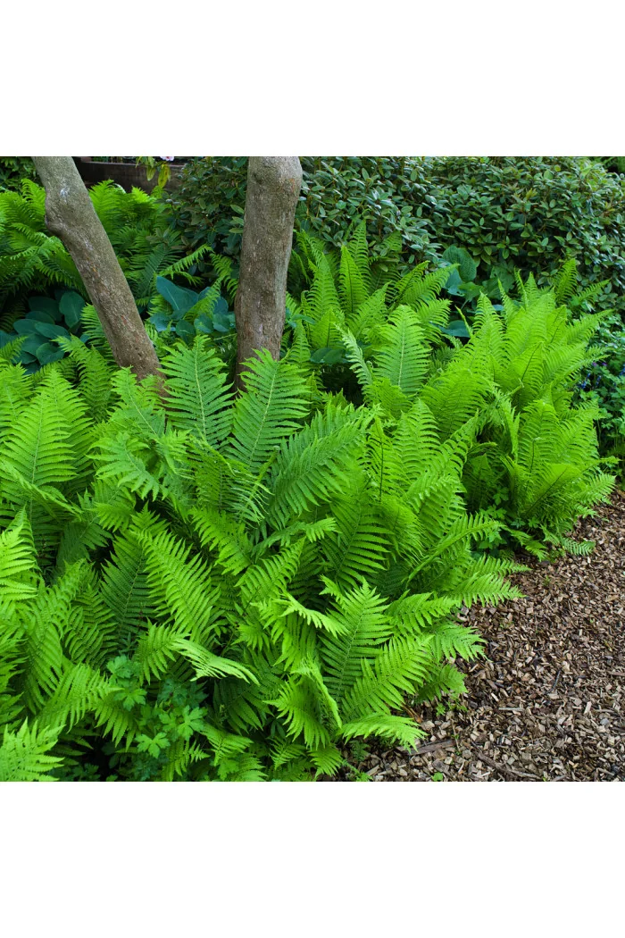 Pióropusznik strusi | Matteuccia struthiopteris