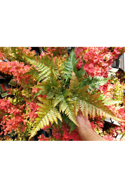 Narecznica czerwonozawijkowa| Dryopteris erythrosora